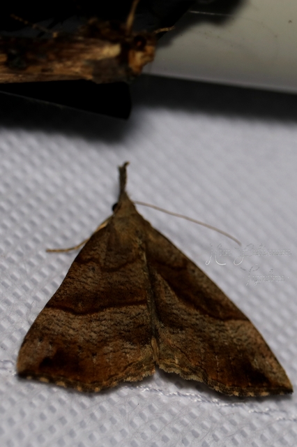Hypena proboscidalis - ormányos karcsúbagoly