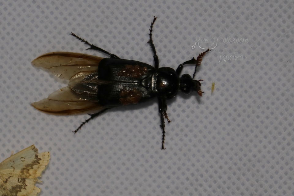 Nicrophorus humator - fekete temetőbogár