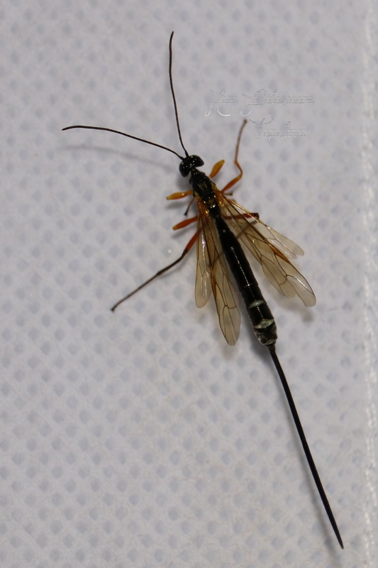 Rhyssella approximator