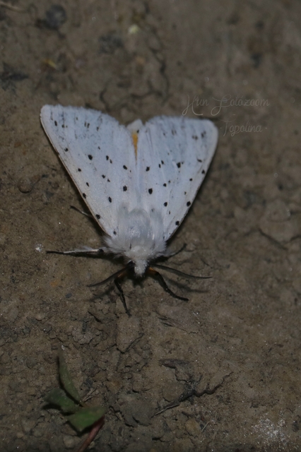 Spilosoma lubricipedum - tejszínű medvelepke