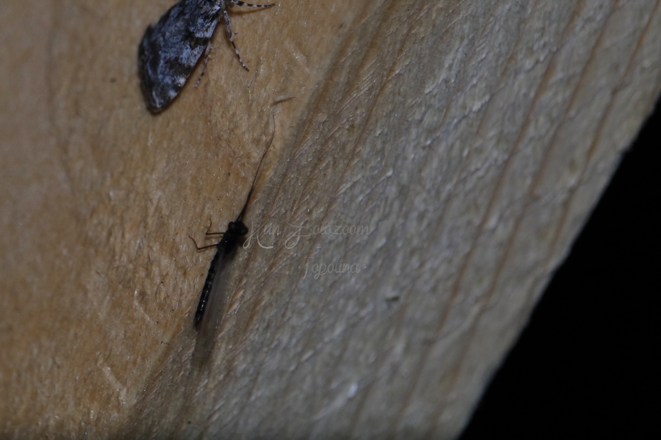 Ephemeroptera - Kérészek