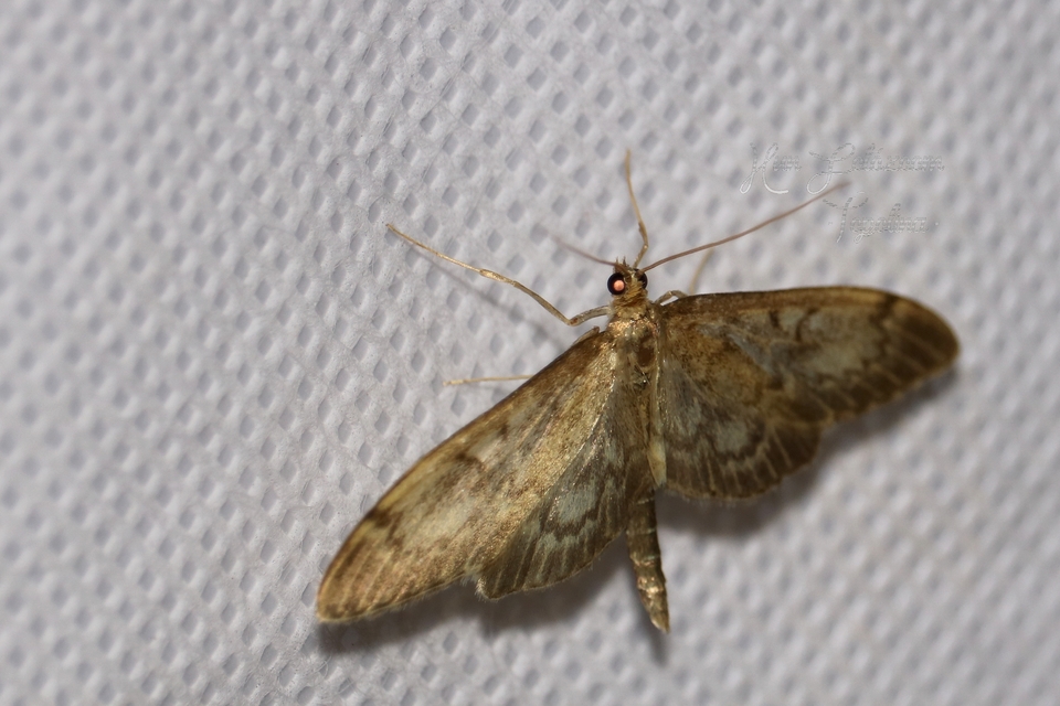 Anania lancealis - hosszúszárnyú tűzmoly
