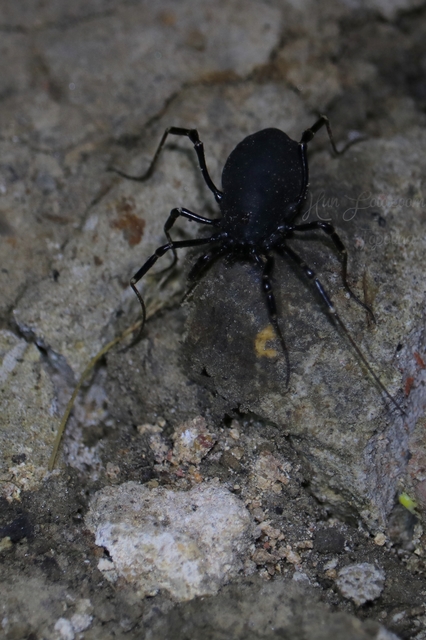 Egaenus convexus