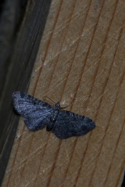 Pasiphila chloerata - hamvas törpearaszoló