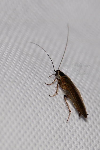 Ectobius sylvestris - fekete erdeicsótány