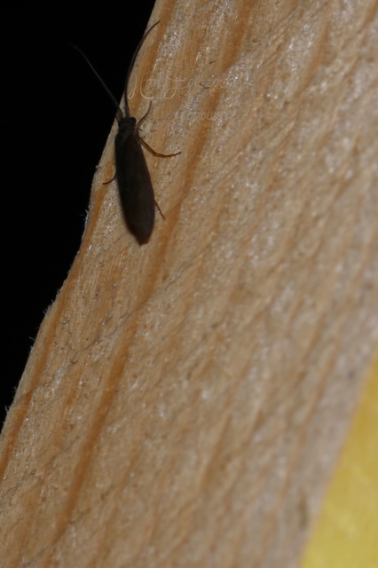 Trichoptera - Tegzesek