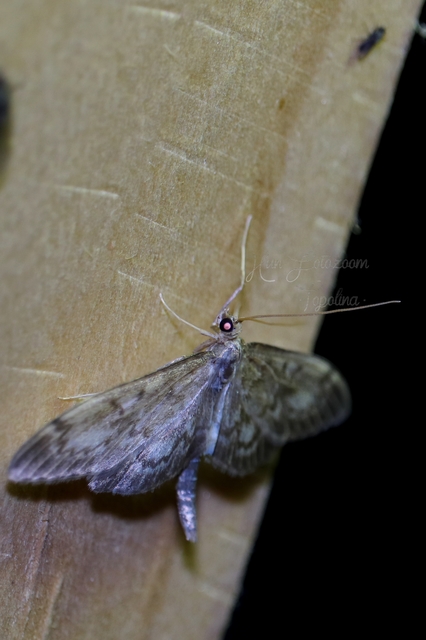 Anania lancealis - hosszúszárnyú tűzmoly