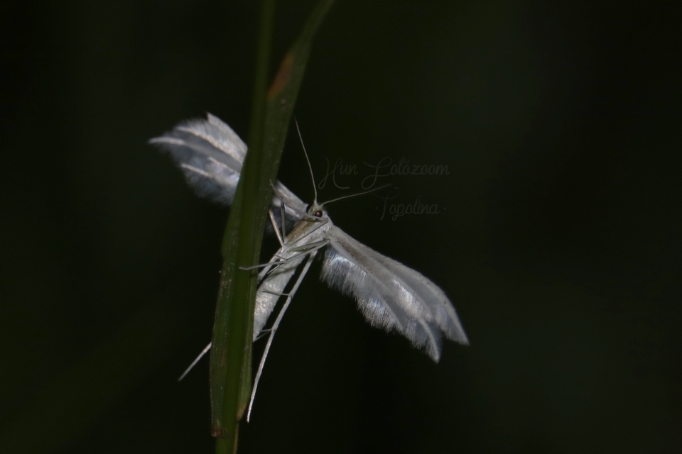 Pterophorus pentadactyla - fehér tollasmoly