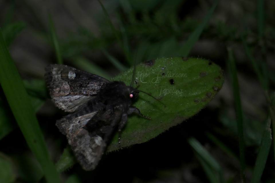 Euplexia lucipara - szeder-csipkésbagoly