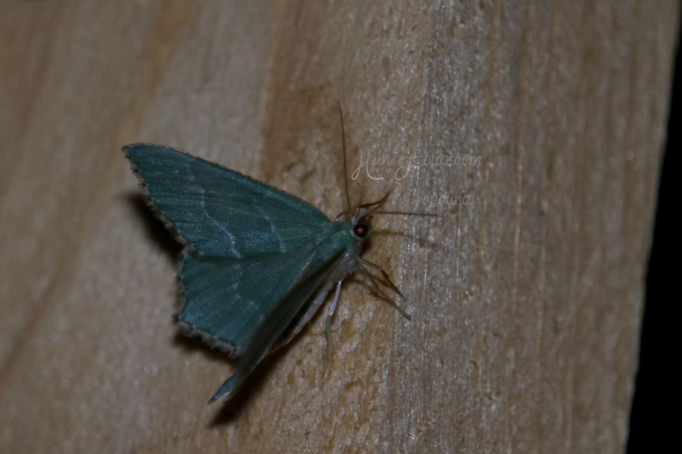 Hemithea aestivaria - nyír-zöldaraszoló