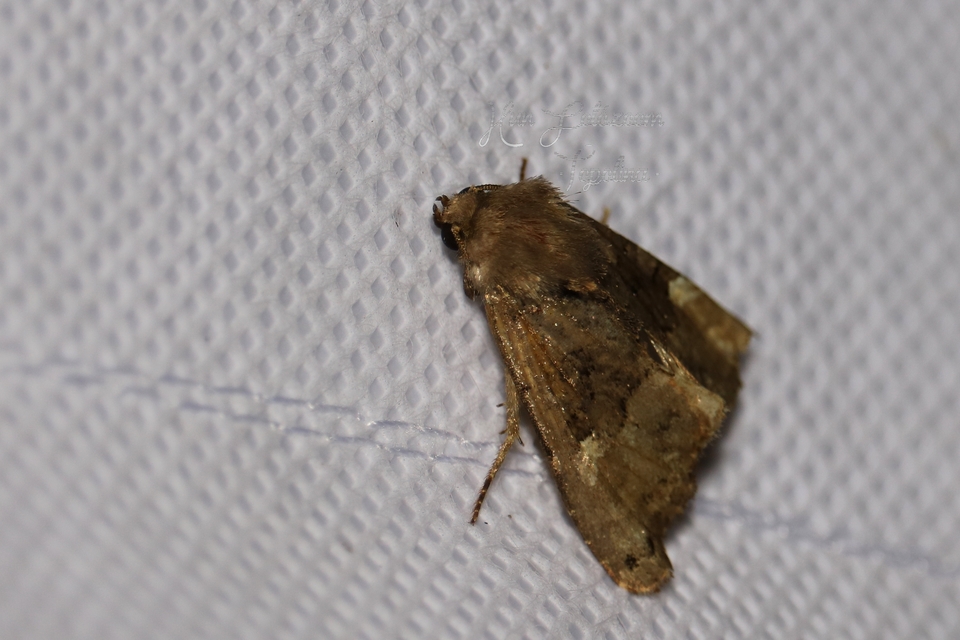 Euplexia lucipara - szeder-csipkésbagoly