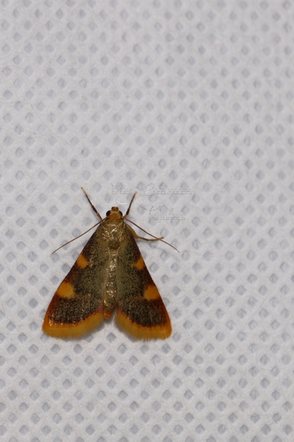Hypsopygia costalis - szénailonca