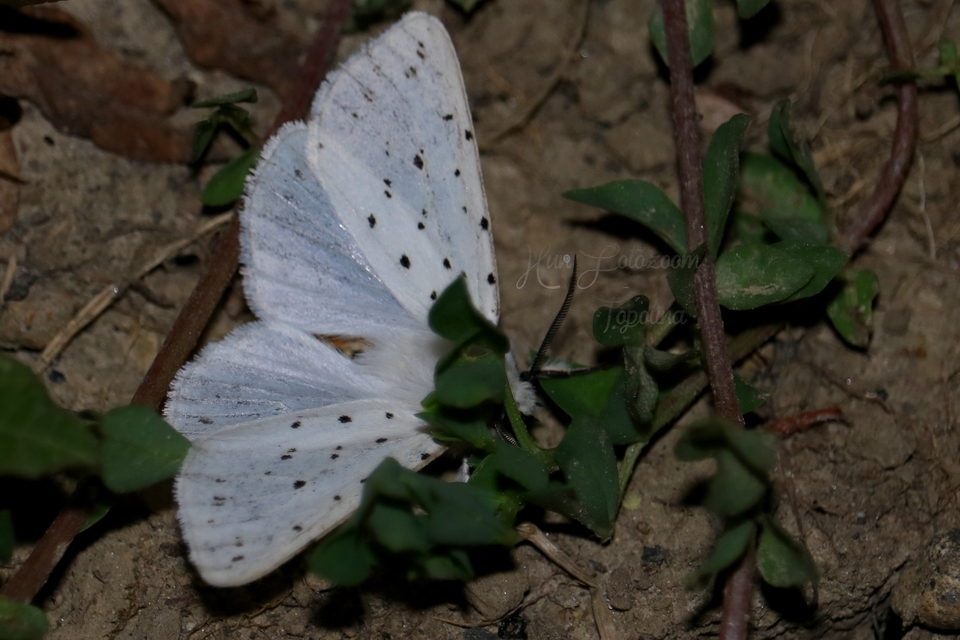 Spilosoma lubricipedum - tejszínű medvelepke