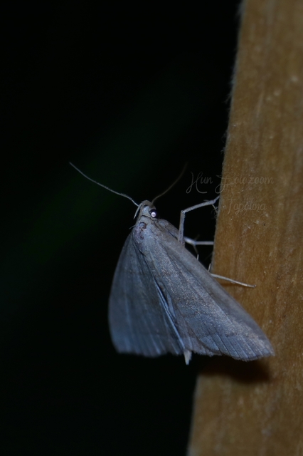 Herminia tarsicrinalis - szőröslábú karcsúbagoly