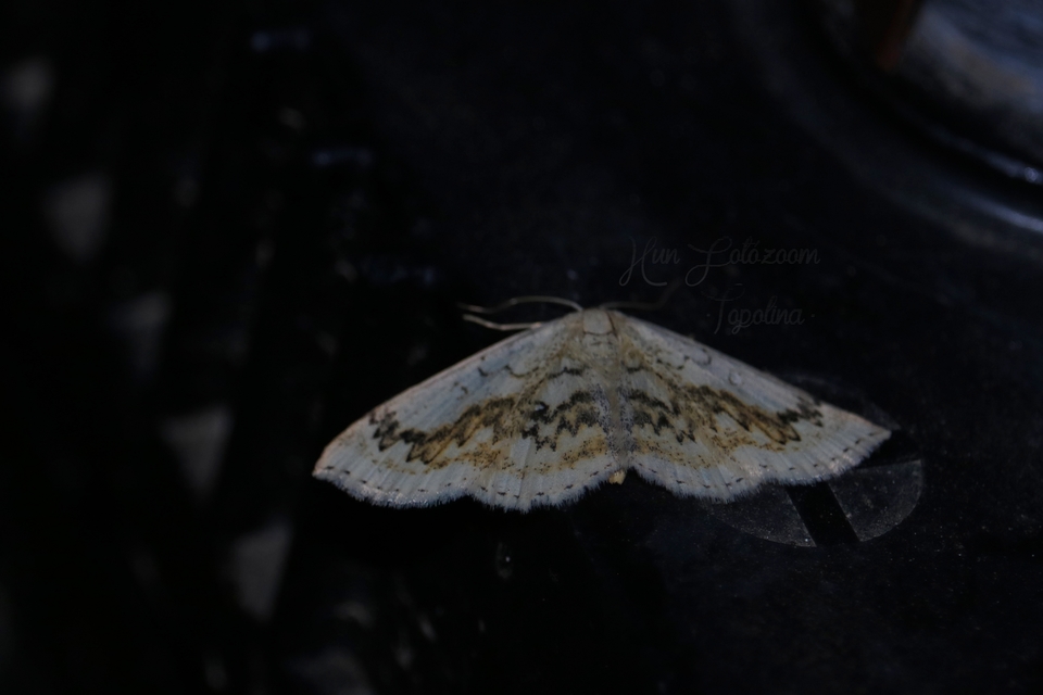 Cyclophora annularia - gyűrűs pettyesaraszoló