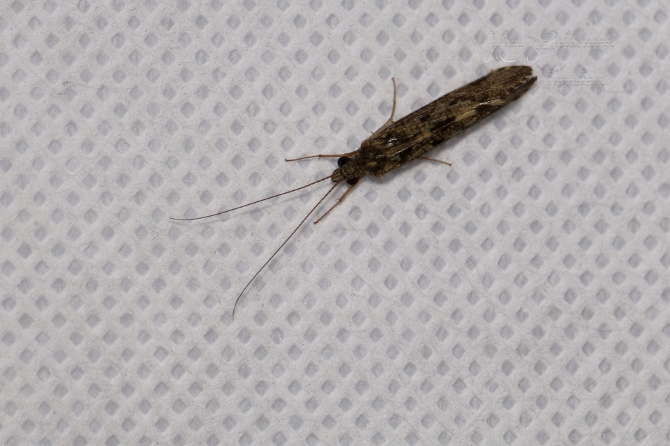 Trichoptera - Tegzesek