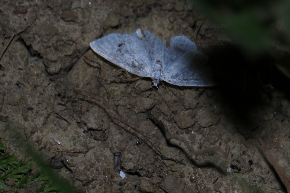 Asthena albulata - gyertyán-fehéraraszoló