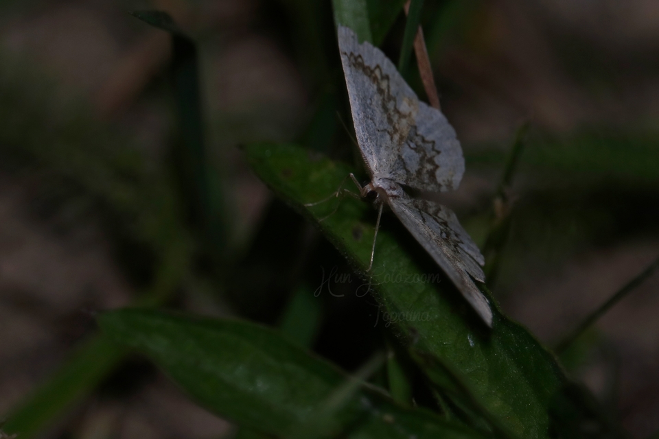 Cyclophora annularia - gyűrűs pettyesaraszoló