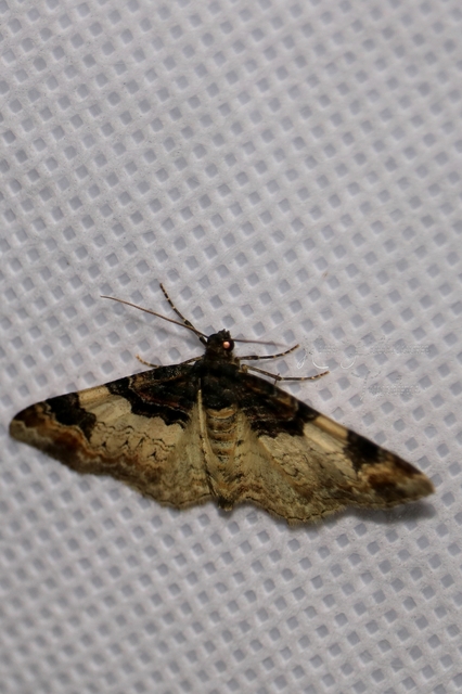 Catarhoe cuculata - csuklyás tarkaaraszoló