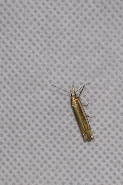 Crambus pascuella - lápréti fűgyökérmoly