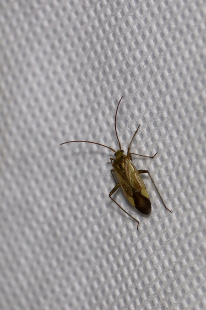 Adelphocoris lineolatus - lucernapoloska