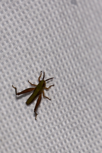 Chorthippus (Chorthippus) (subgenus)