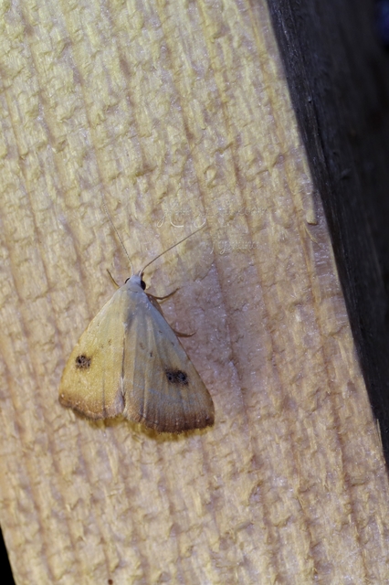 Rivula sericealis - selymes lórombagoly