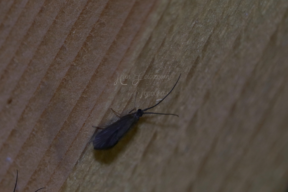 Trichoptera - Tegzesek