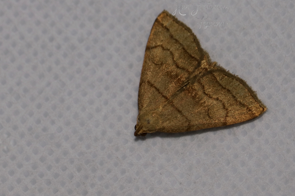 Herminia tarsicrinalis - szőröslábú karcsúbagoly