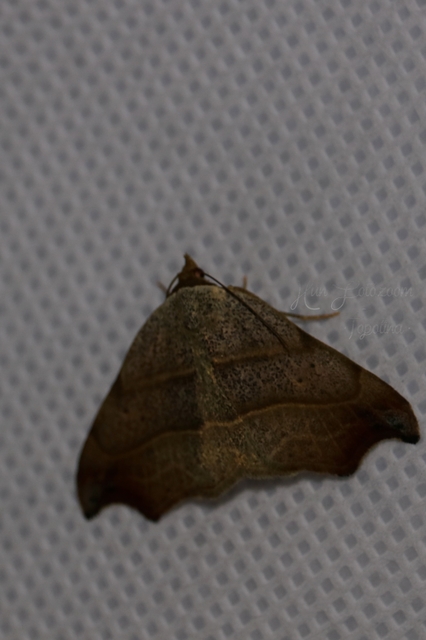 Laspeyria flexula - zuzmóbagoly