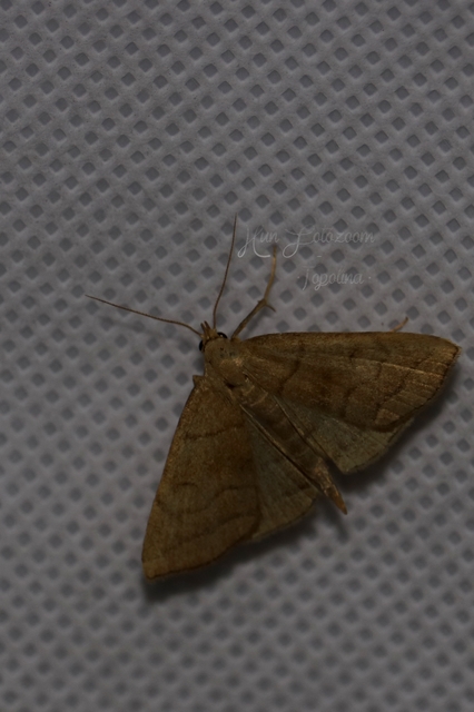 Herminia tarsicrinalis - szőröslábú karcsúbagoly
