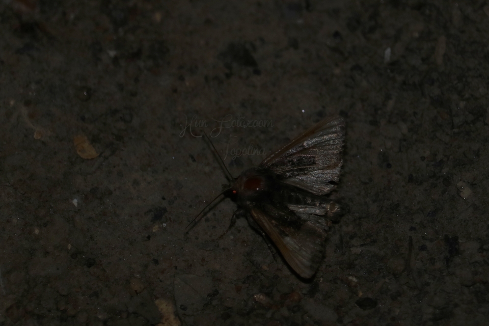 Euplexia lucipara - szeder-csipkésbagoly