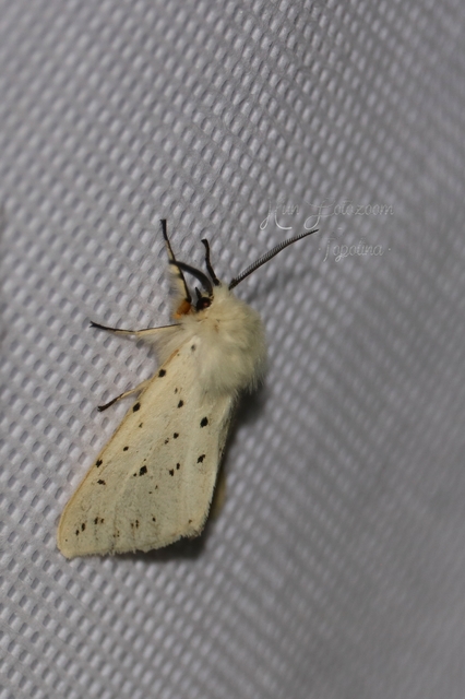 Spilosoma lubricipedum - tejszínű medvelepke