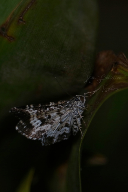 Epirrhoe tristata - gyászos tarkaaraszoló