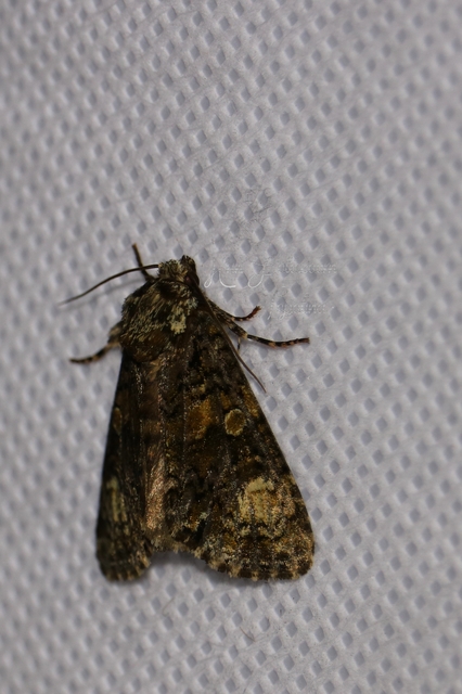 Craniophora ligustri - fagyalbagoly