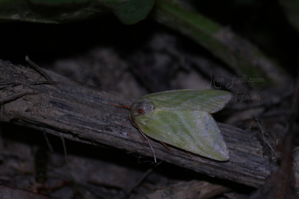 Pseudoips prasinana - bükkfa-zöldbagoly