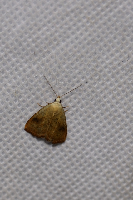 Rivula sericealis - selymes lórombagoly