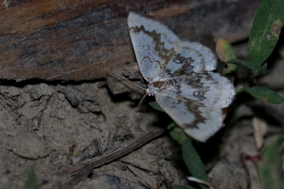 Cyclophora annularia - gyűrűs pettyesaraszoló
