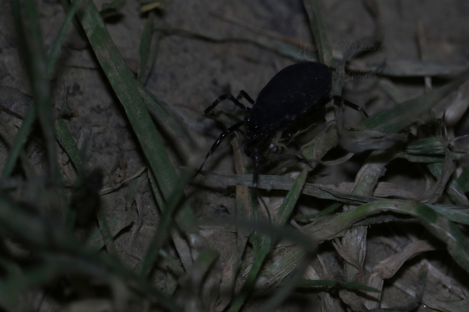 Egaenus convexus