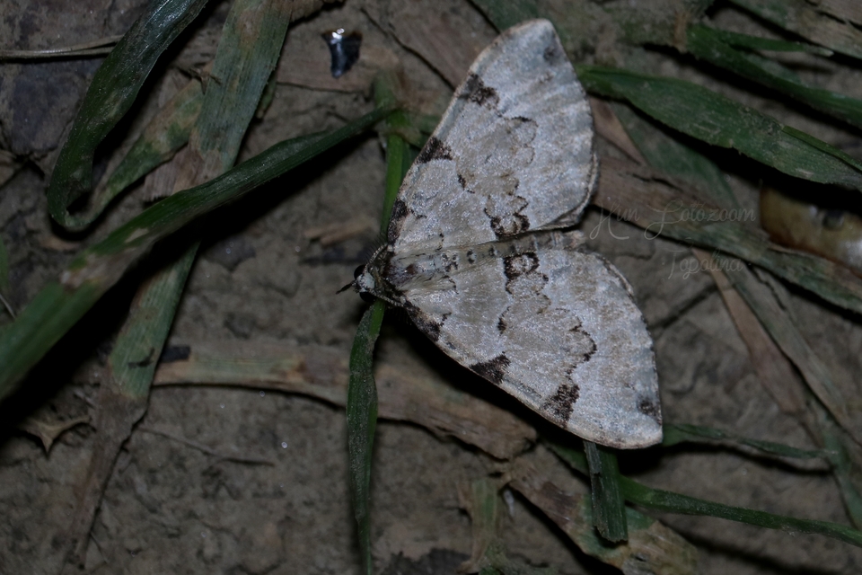 Colostygia pectinataria - zöld levélaraszoló