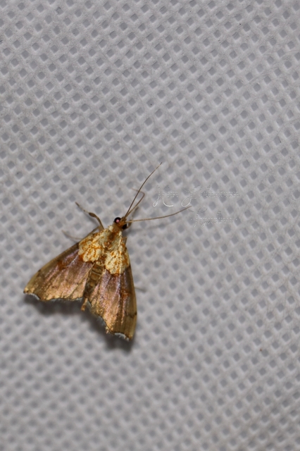 Agrotera nemoralis - ligeti tűzmoly