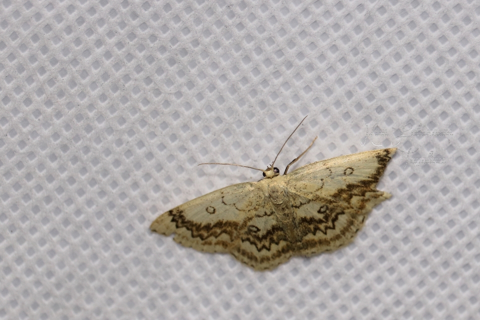 Cyclophora annularia - gyűrűs pettyesaraszoló