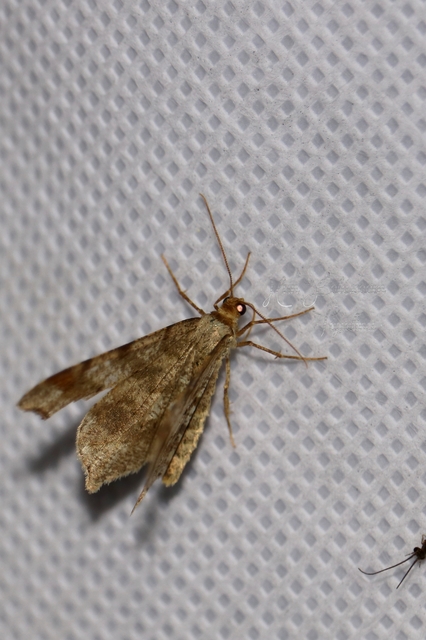 Macaria alternata - közönséges szürkearaszoló