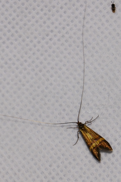 Nemophora degeerella - pompás tőrösmoly