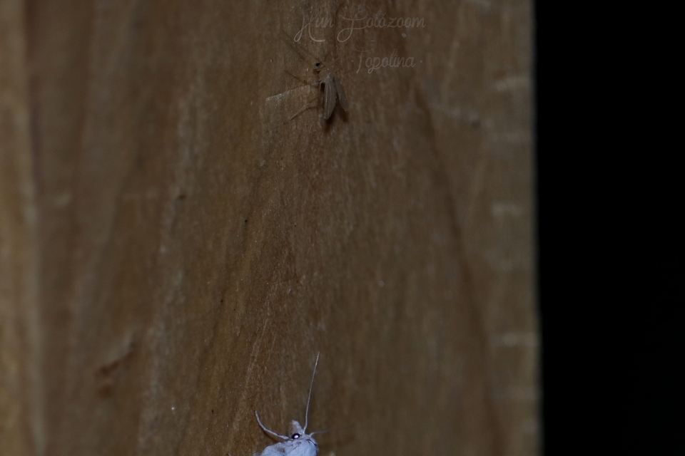 Chironomidae - árvaszúnyogok