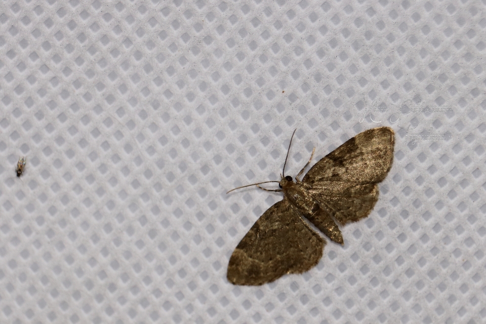 Pasiphila chloerata - hamvas törpearaszoló