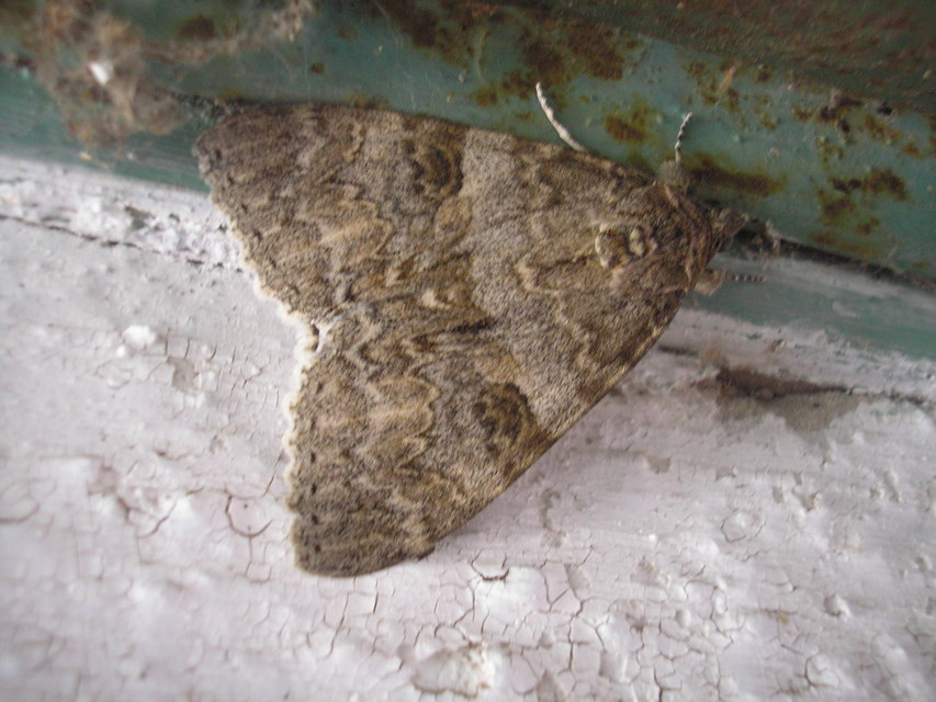 Catocala nupta - piros övesbagoly