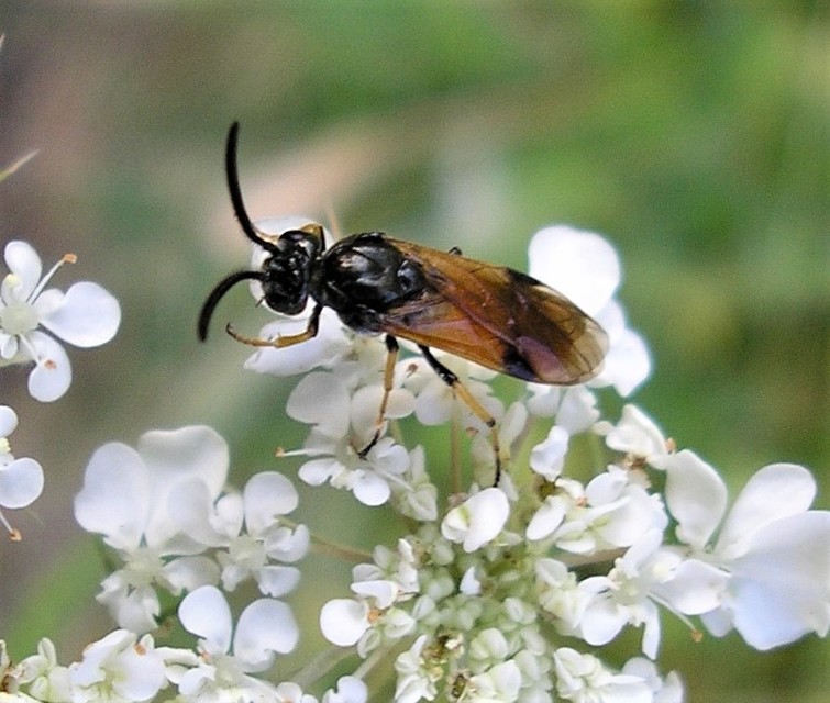 Argidae - botcsápú levéldarazsak