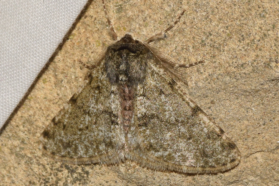 Apocheima pilosaria - zöldes tavasziaraszoló