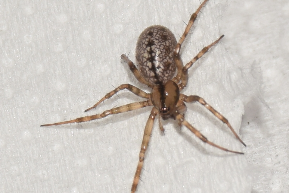 Stemonyphantes lineatus - vonalas vitorlapók
